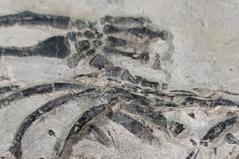 Versteinerte Fossilien