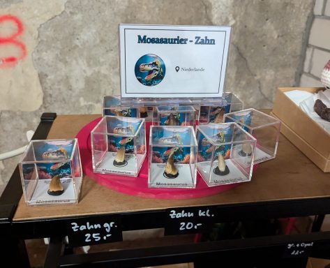 Mosasaurier-Zähne
